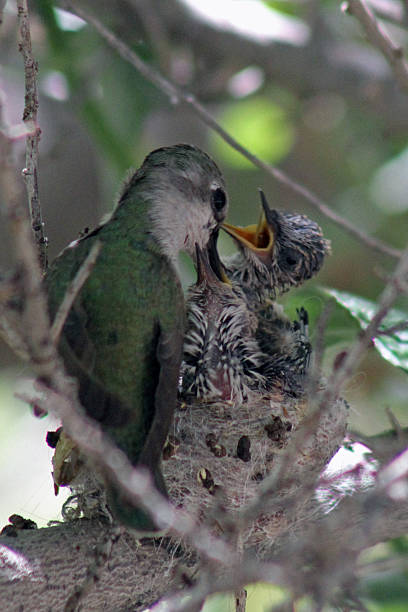 istock female Anna's hummingbird feeding two chicks 497154059