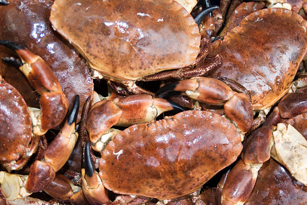 istock Close-up of fresh Dungeness crabs 497154201