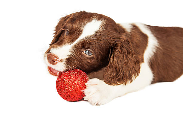 istock Puppy Chewing On Christmas Ornament 497154332
