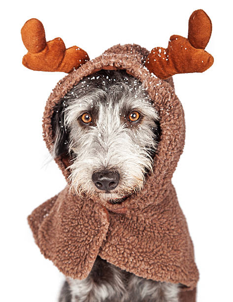 istock Dog Dressed as Reindeer With Snow 497154460
