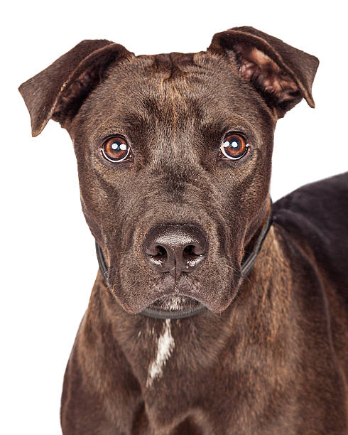 istock Brown Labrador Pit Bull Crossbreed Closeup 497154604