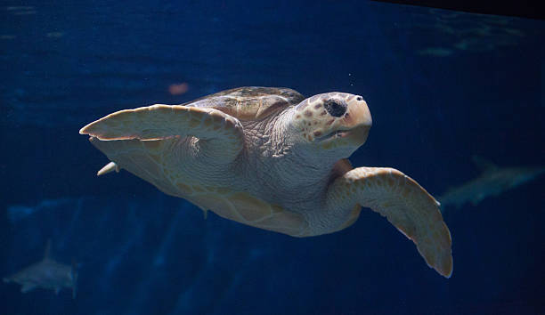 istock Juvenile loggerhead sea turtle, Caretta caretta 497154964
