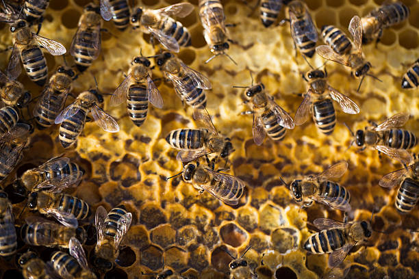 istock Macro shot of bees swarming on a honeycomb 497154979