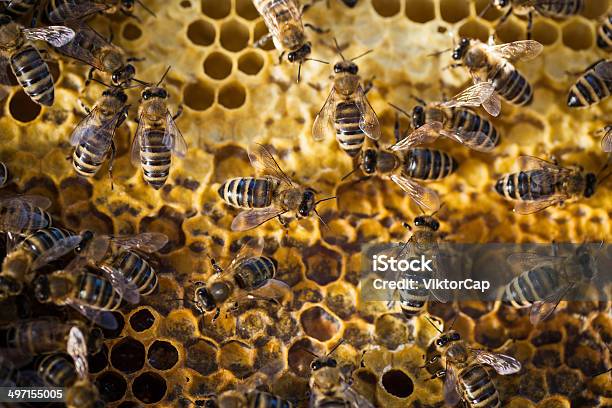 Photo libre de droit de Macro Shot Dabeilles Swarming Sur Un Nid Dabeilles banque d'images et plus d'images libres de droit de Abeille