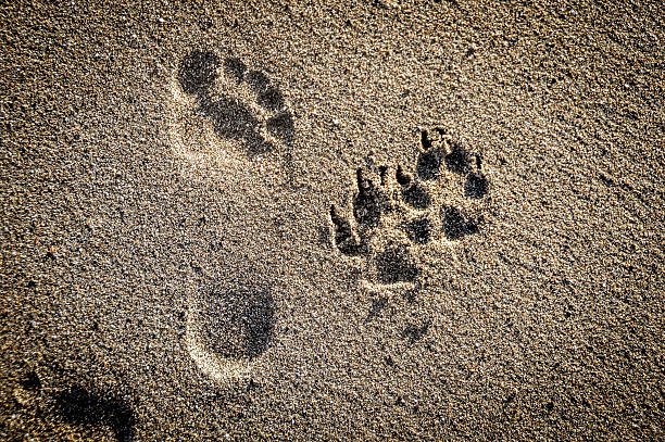 istock Dog paw prints in the sand on beach 497155198