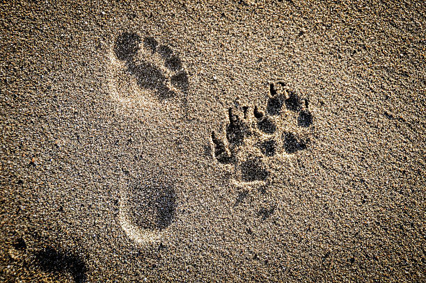 pies łapa drukuje się na piasku na plaży - dog paw print beach footprint zdjęcia i obrazy z banku zdjęć