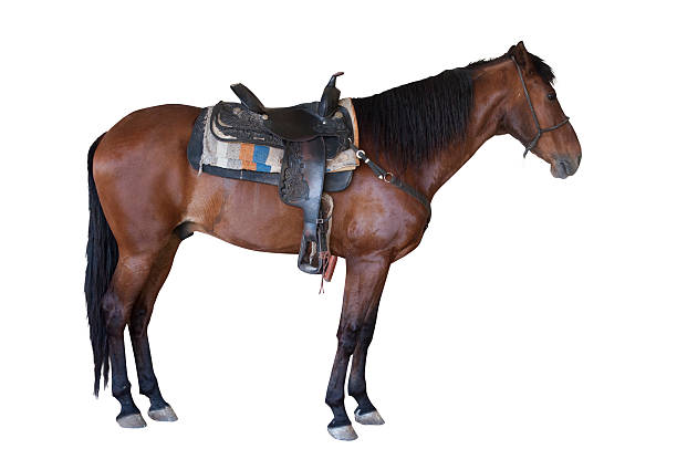 caballo - saddle fotografías e imágenes de stock