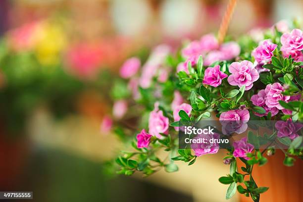 Fiori Di Semenzaio - Fotografie stock e altre immagini di Agricoltura - Agricoltura, Bianco, Bocciolo