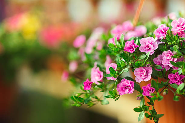 istock Flowers in plant nursery 497155555