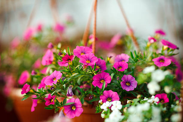 istock Flowers in plant nursery 497155559