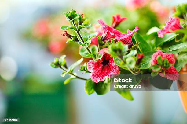 Blumen In Gartenbaubetrieb Stockfoto und mehr Bilder von Baumblüte - Baumblüte, Bildschärfe, Blatt - Pflanzenbestandteile