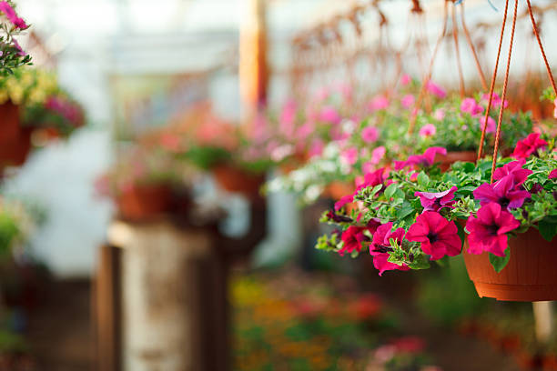 istock Flowers in plant nursery 497155567