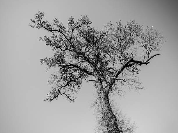 istock Detailed trees branches on sky in black and white mode 497156224