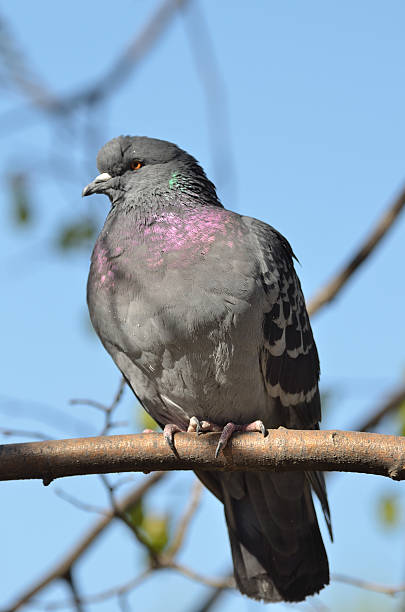 istock Wild Dove sitting on a  branch 497156653