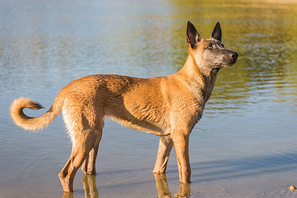 Belgian Malinois dog playing in the lake water stock photo