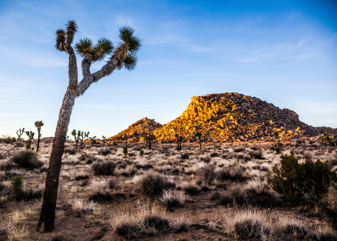 Joshua Tree national park, California, USA - one of bigger and famous desert nature and wildlife reserve areas in the USA. Part of the Mojave desert. Have the name from the iconic plant Joshua Tree - Yucca brevifolia.