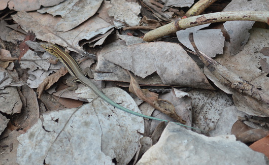 Tropical lizard. The body is colored with stripes of different shades of yellow and brown, the blue tail is the particularly more pronounced. Cuban nature.