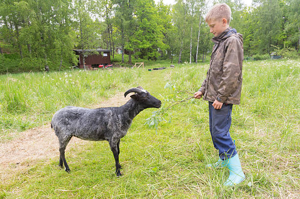 istock Young boy feeding branches with fresh leaves to sheep. 497157577