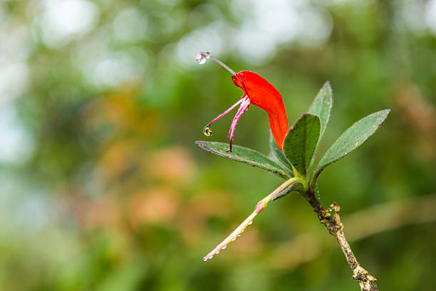 pintalabios planta-aeschynanthus grandiflorus & nativos de la india, asia sudoriental - sudoriental fotografías e imágenes de stock