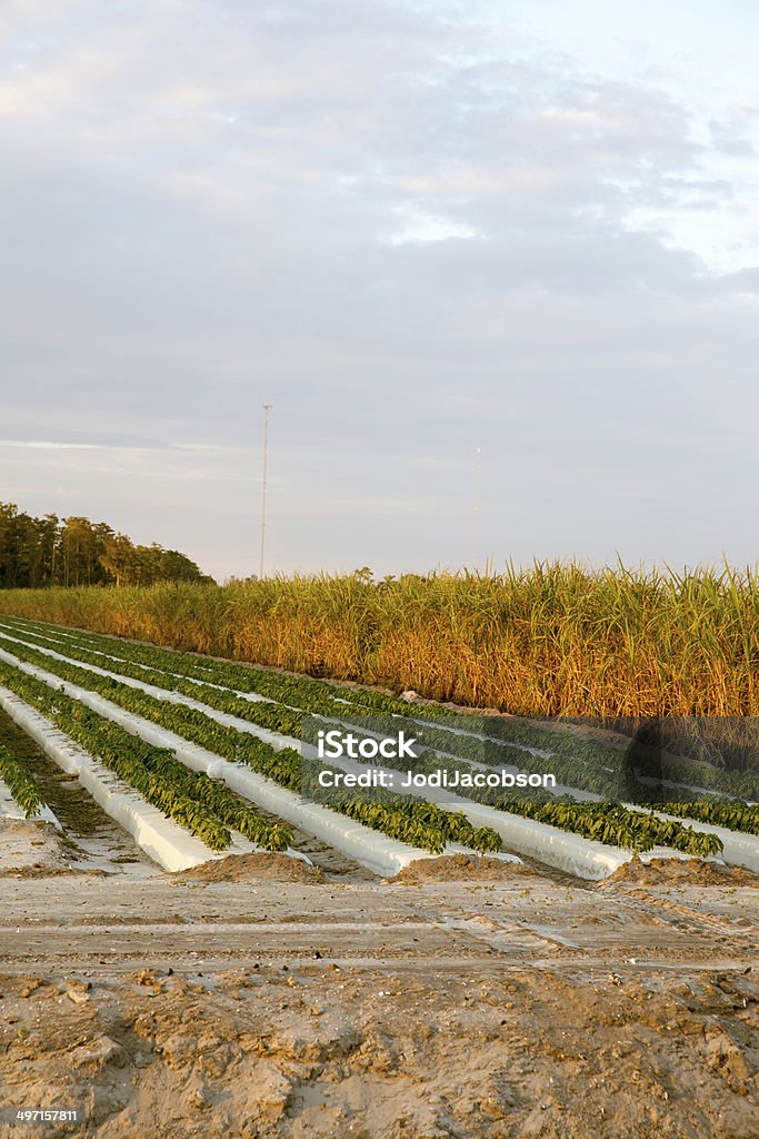 Farmland with rows of fruits and vegetables being grown Rows of fruits and vegetables being cultivated on farmland.  rr Agricultural Field Stock Photo