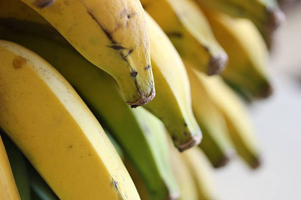 istock Ripe and Green Bananas 497157824