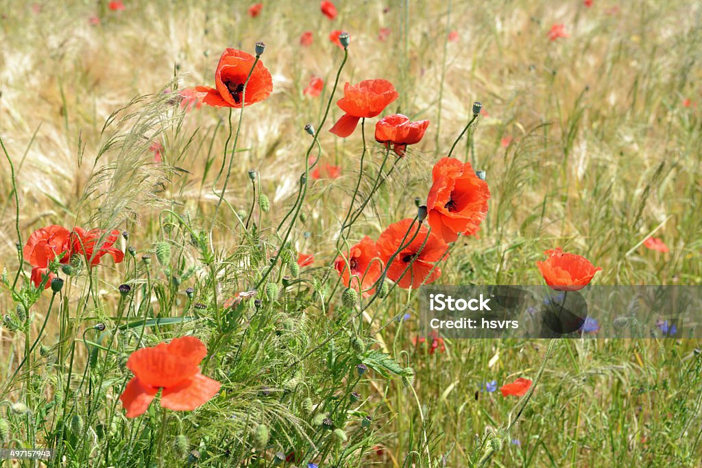 De pavot field - Photo de Agriculture libre de droits