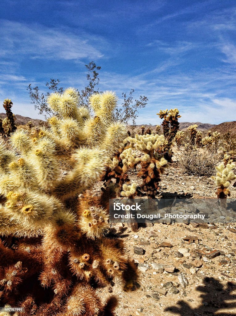 Teddy-Bear Cholla Cactus - Lizenzfrei Chollakaktus Stock-Foto