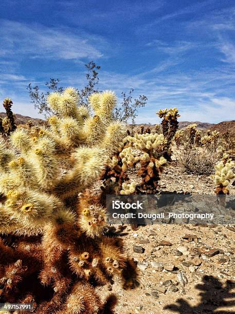 Teddybear Cholla Cactus Stockfoto und mehr Bilder von Chollakaktus - Chollakaktus, Dornig, Fotografie