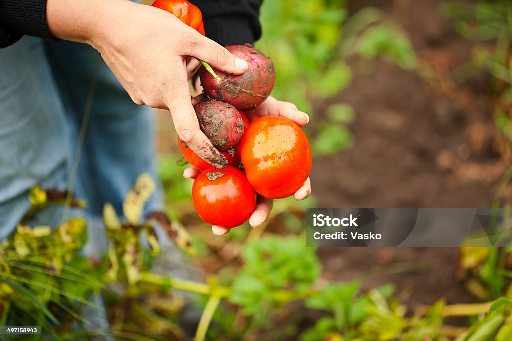 유기 토마토 & 붉은 감자와 - 로열티 프리 가을 스톡 사진