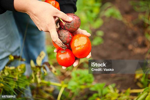 Foto de Tomates Orgânicos Batatas Vermelhas e mais fotos de stock de Agricultura - Agricultura, Alimentação Saudável, Batata - Tubérculo