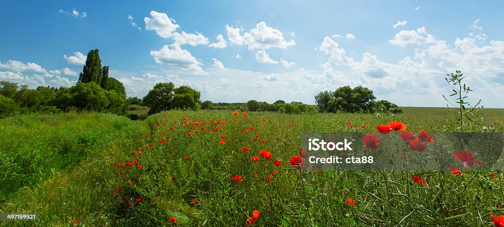 Hermosos campos rural en verano - Foto de stock de Adormidera libre de derechos