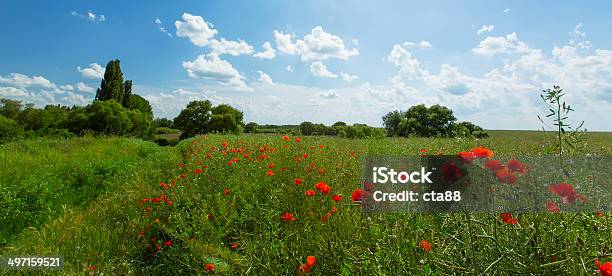 Hermosos Campos Rural En Verano Foto de stock y más banco de imágenes de Adormidera - Adormidera, Agricultura, Aire libre