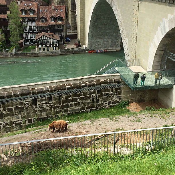Berne, Switzerland - May 4, 2014: People visiting famous Barenpark in Bern, looking at bears living there, making photos of them. 