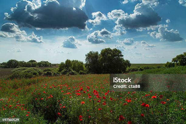 Piękne Pól Obszarów Wiejskich W Lato - zdjęcia stockowe i więcej obrazów Bezchmurne niebo - Bezchmurne niebo, Botanika, Canola