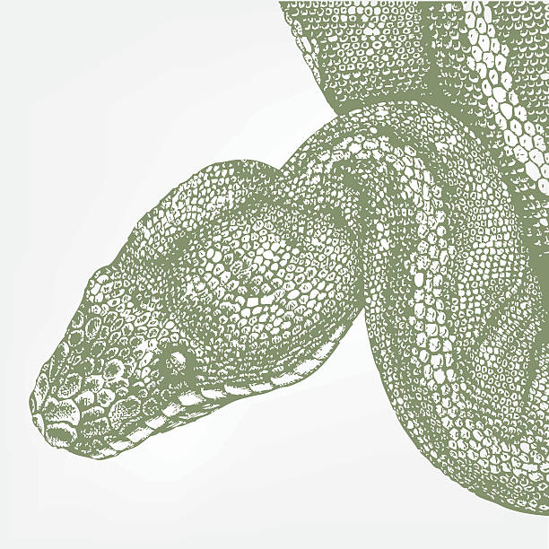 snake head green boa portrait of a green boa snake drawing green boa snake corallus caninus stock illustrations