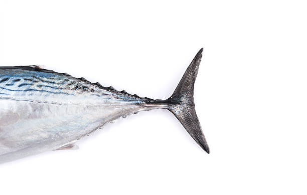istock Tale of raw fish, bonito, isolated on white 497175522