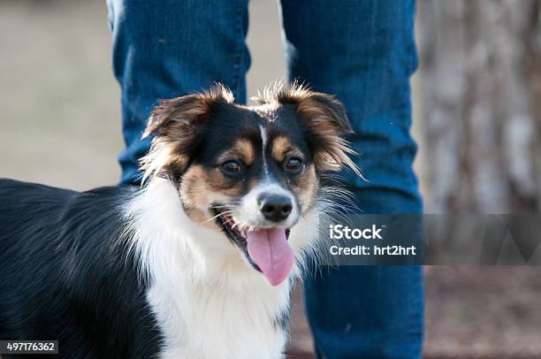 Foto de Mini Cão Pastor Australiano Com O Proprietário Em Segundo Plano e mais fotos de stock de 2015