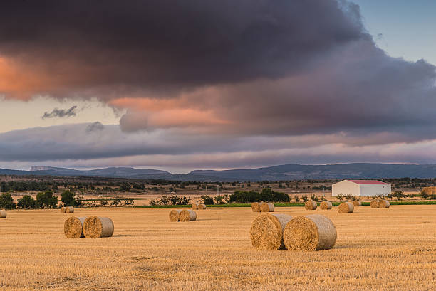 istock Straw bales in the field at sunset with dramatic sky 497176882