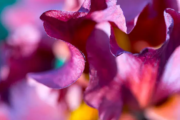 Photo of Floral abstract