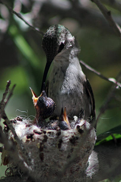 istock female Anna's hummingbird feeding two chicks 497179409