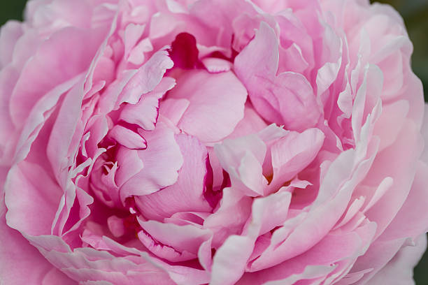 istock Pink peony in the garden in bloom 497179467