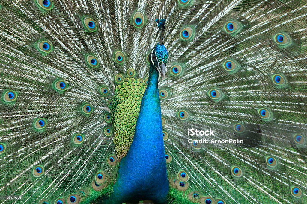 peacock An Indian peacock Animal Stock Photo