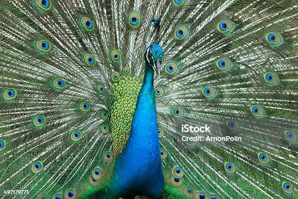 Peacock Stock Photo - Download Image Now - Animal, Animals In Captivity, Asia