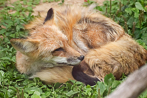 Red Fox Red Fox seoul zoo stock pictures, royalty-free photos & images
