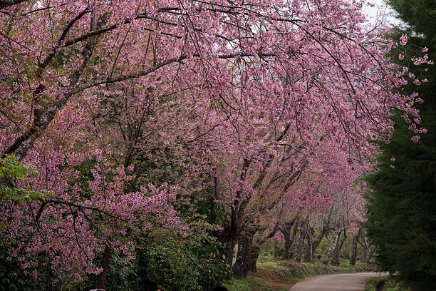 Pink cherry blossoms stock photo