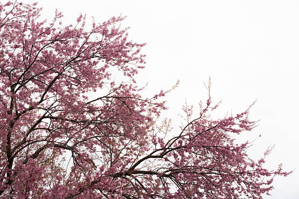 Pink cherry blossoms stock photo