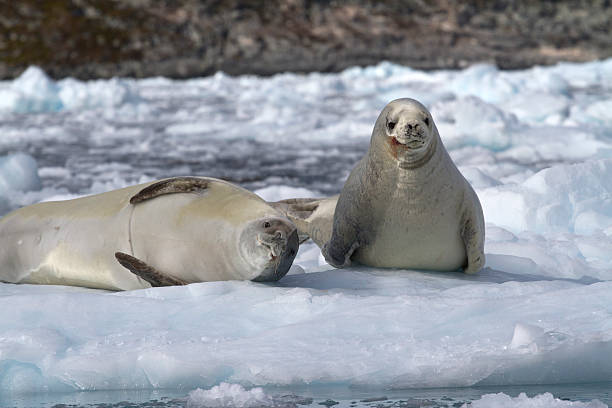 istock two crabeater seal on an ice floe 497180253