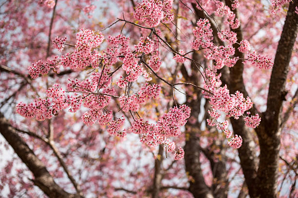 Pink cherry blossoms stock photo