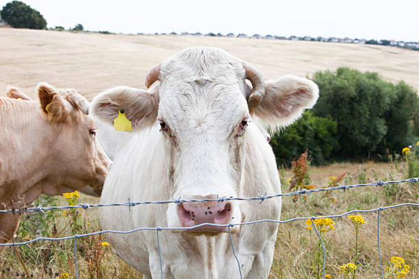 istock Country Lane in British Countryside 497180449