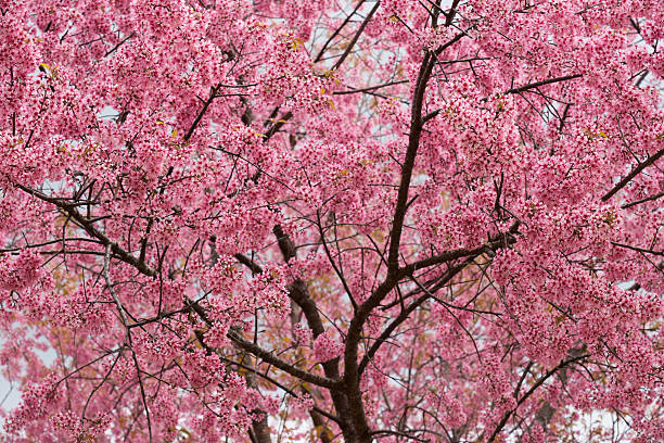 Pink cherry blossoms stock photo